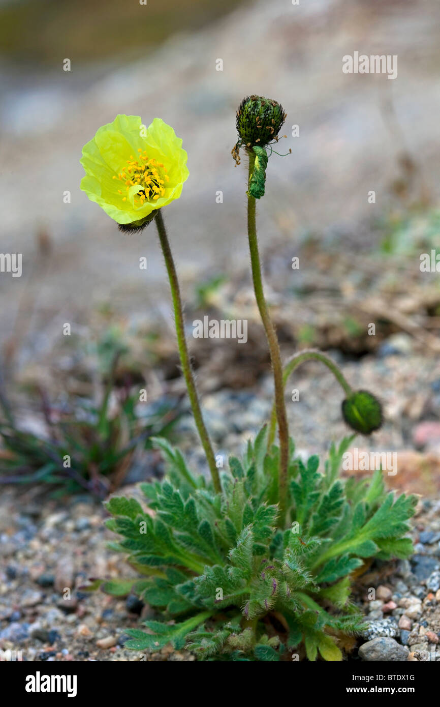 Arctic poppy (Papaver radicatum), the northern most growing plant in the world, Disko-Bay, Greenland Stock Photo