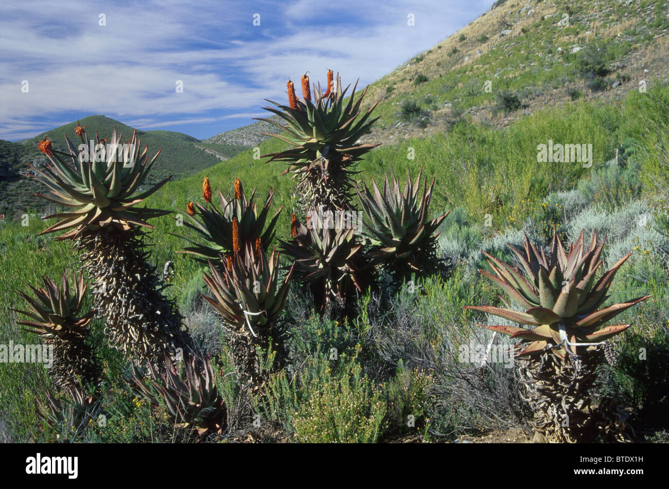 A mountain landscape scene in De Hoek in the Western Cape with aloes and scrub vegetation Stock Photo