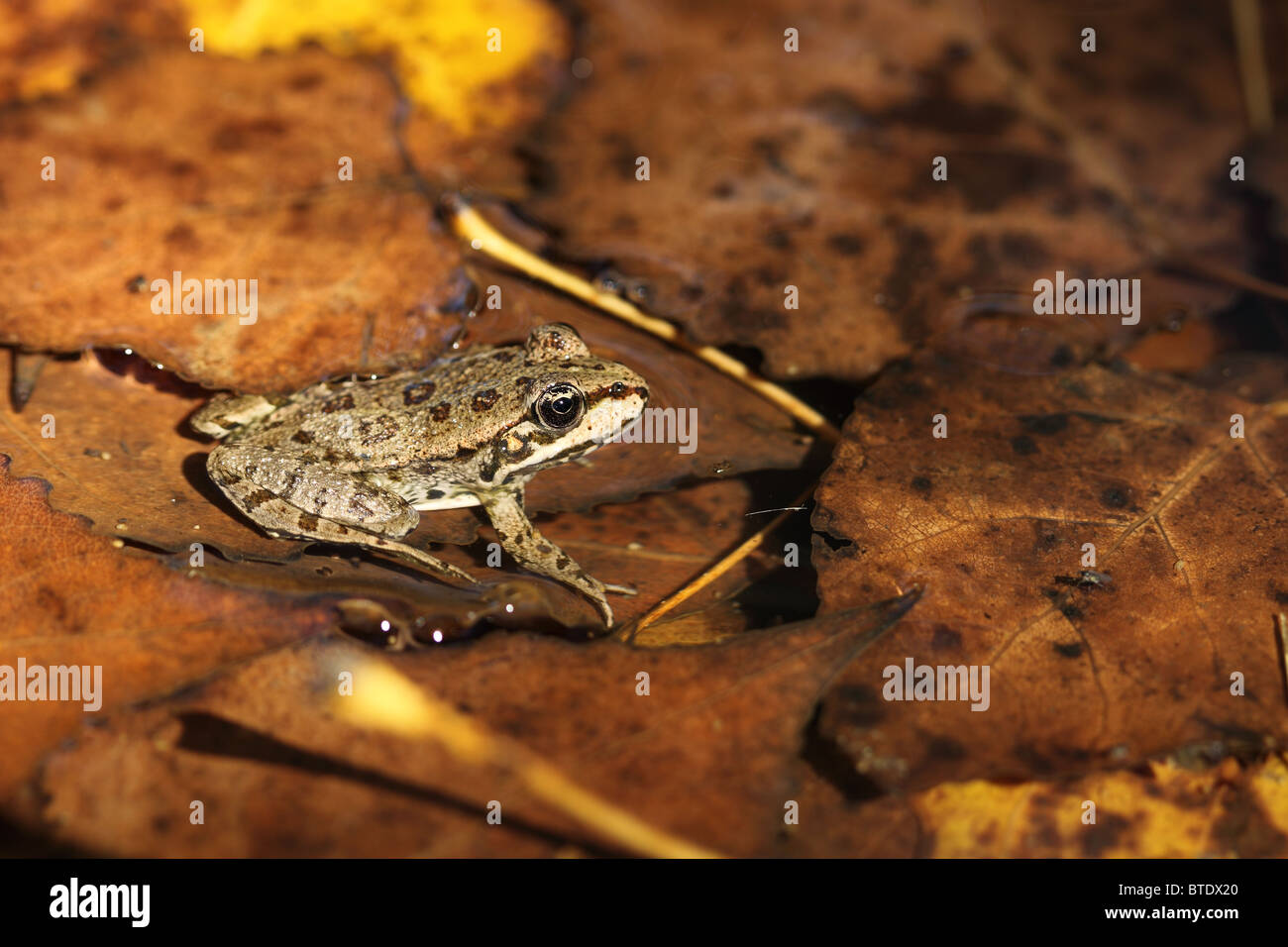 Marsh Frog (Rana ridibunda) Stock Photo
