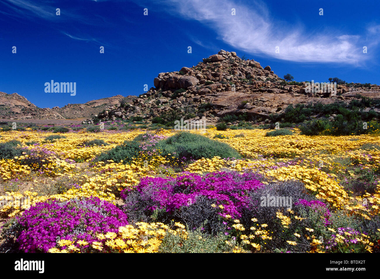 Namaqualand flowers in spring near Springbok in the Northern Cape