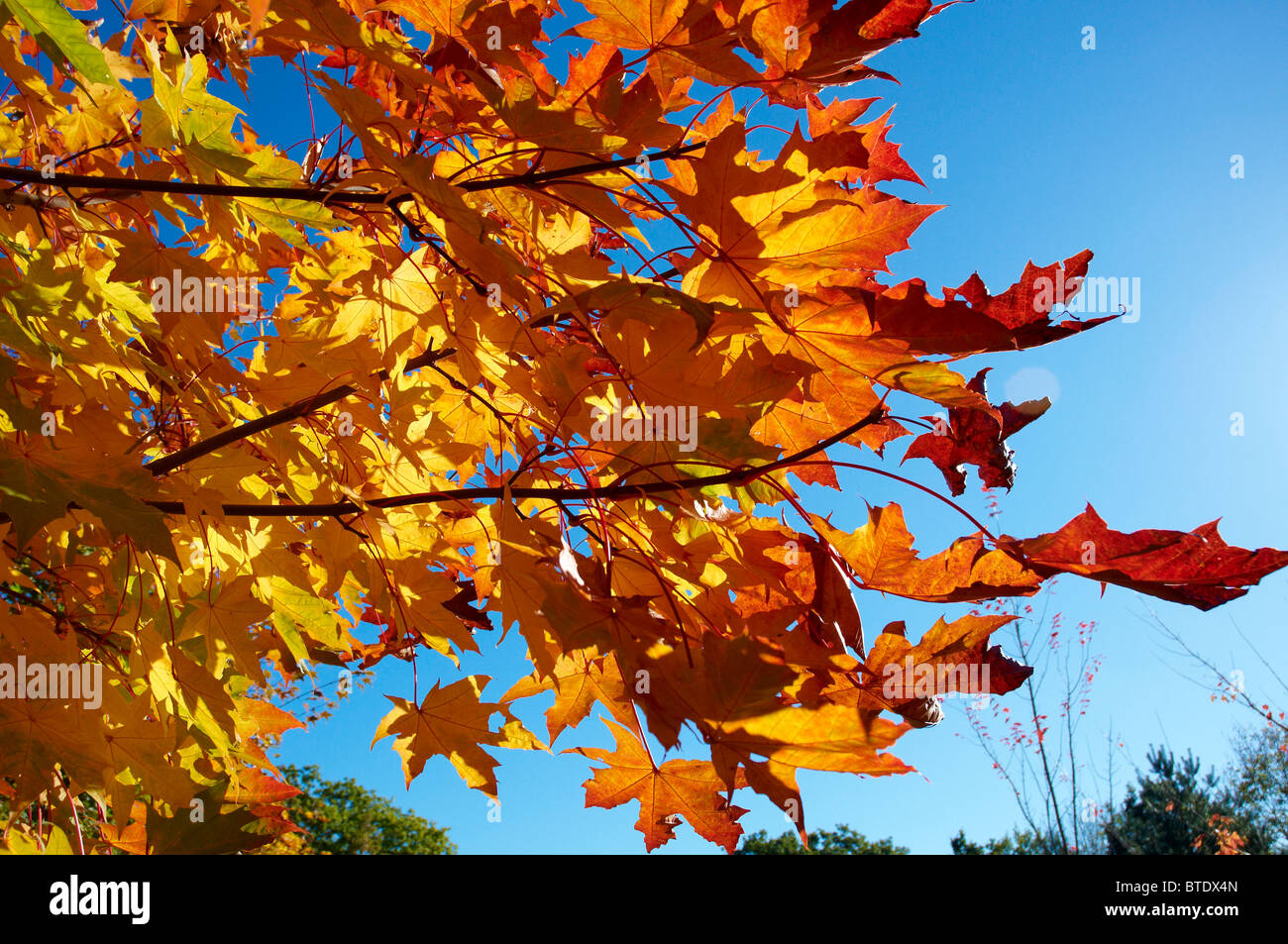 Colourful maple leaves hi-res stock photography and images - Alamy