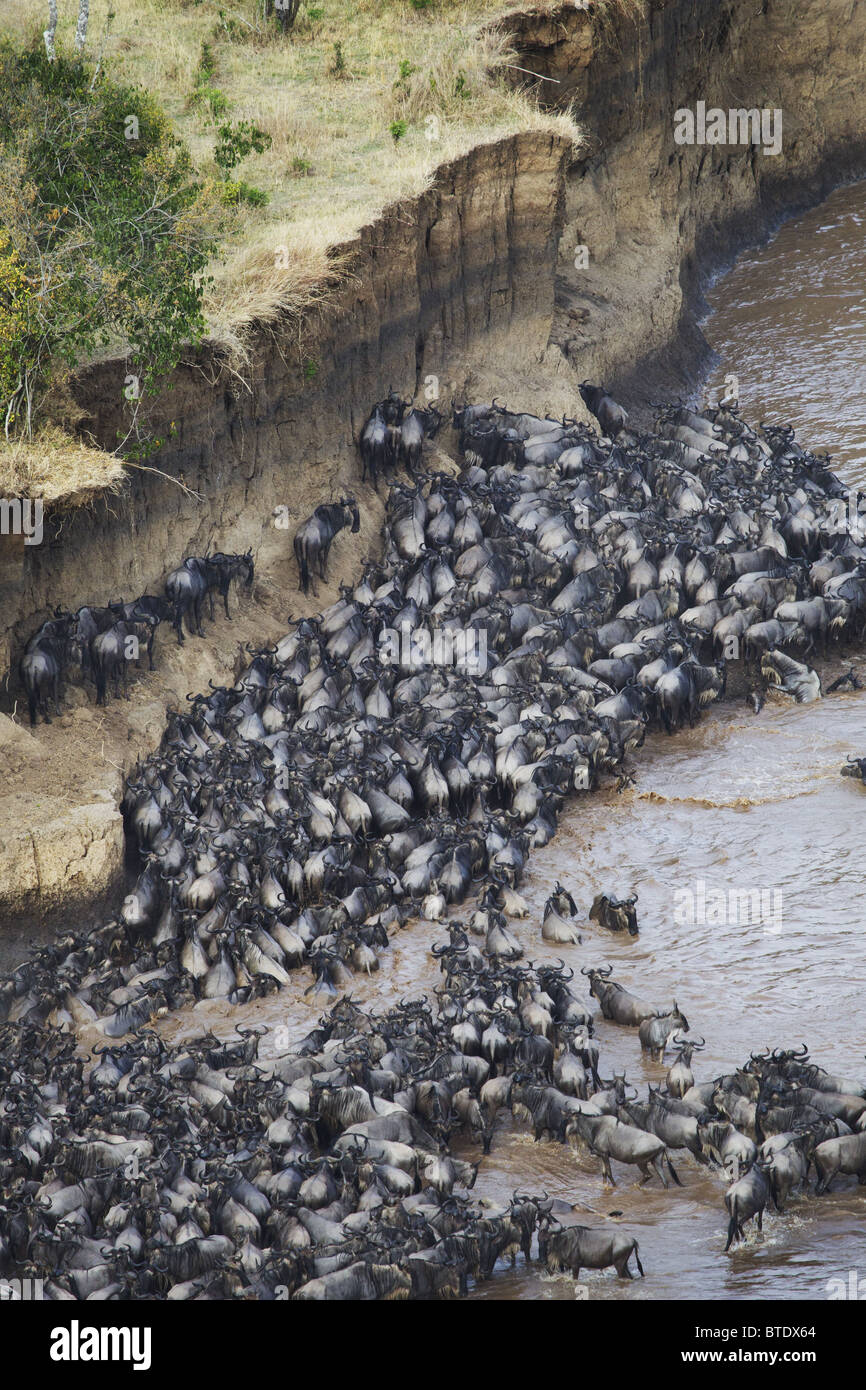 Aerial view of Blue Wildebeest (Connochaetes taurinus) crossing the Mara River Stock Photo