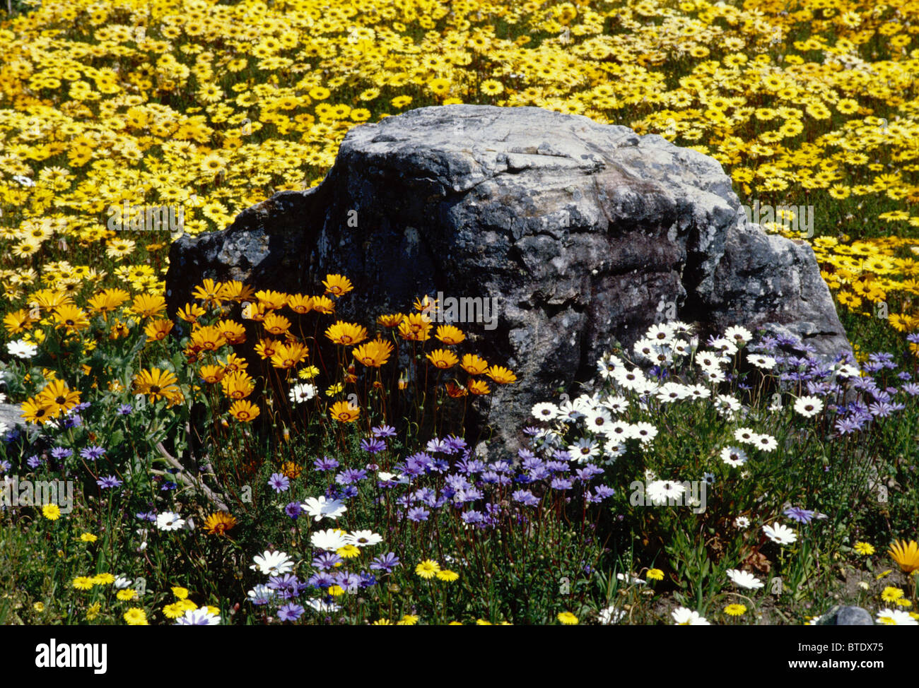 Spring flower scene near Darling in the Western Cape Stock Photo