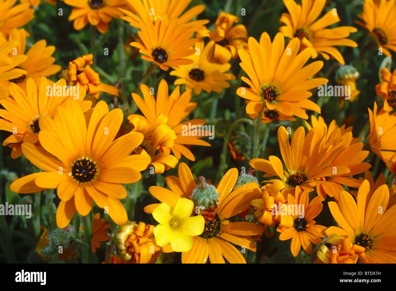 A bed of spring flowers comprising Arctotis sp. and Opelis sp. Stock Photo