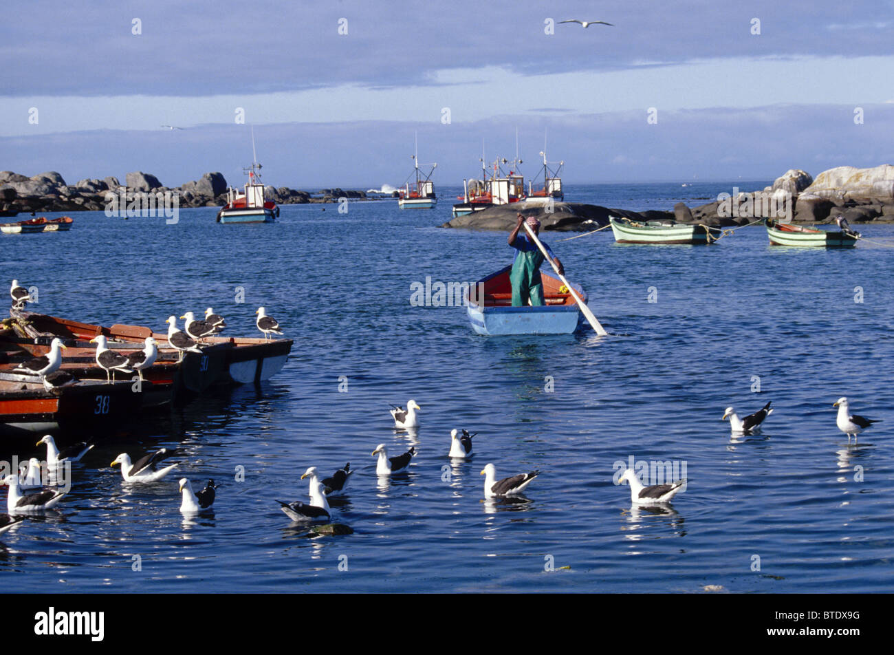 A man paddles a small boat in protected waters at Jacobsbaai with a flock of gulls in the water Stock Photo