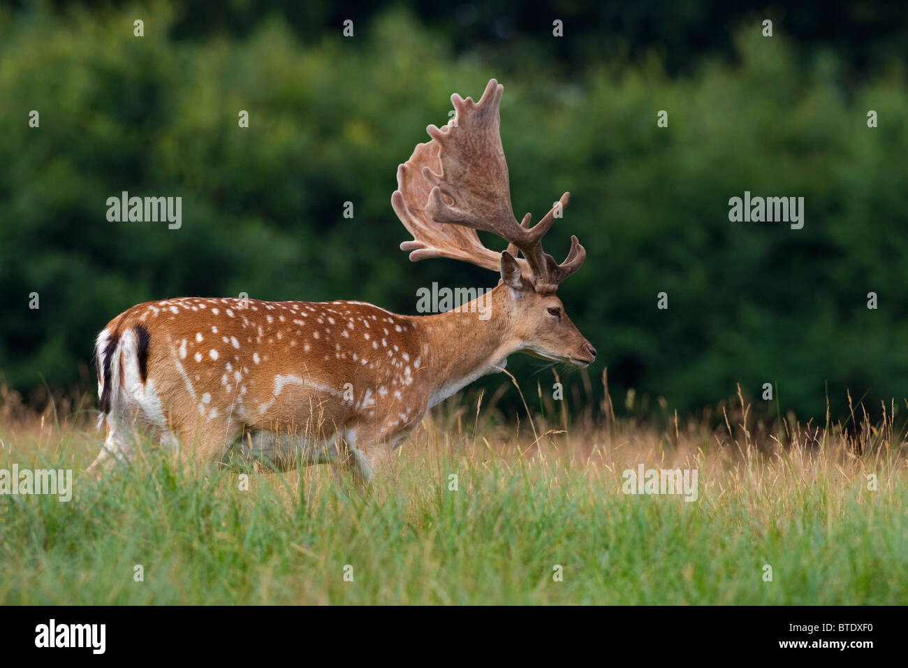 Fallow deer stag (Cervus dama / Dama dama) with antlers covered in velvet, Denmark Stock Photo
