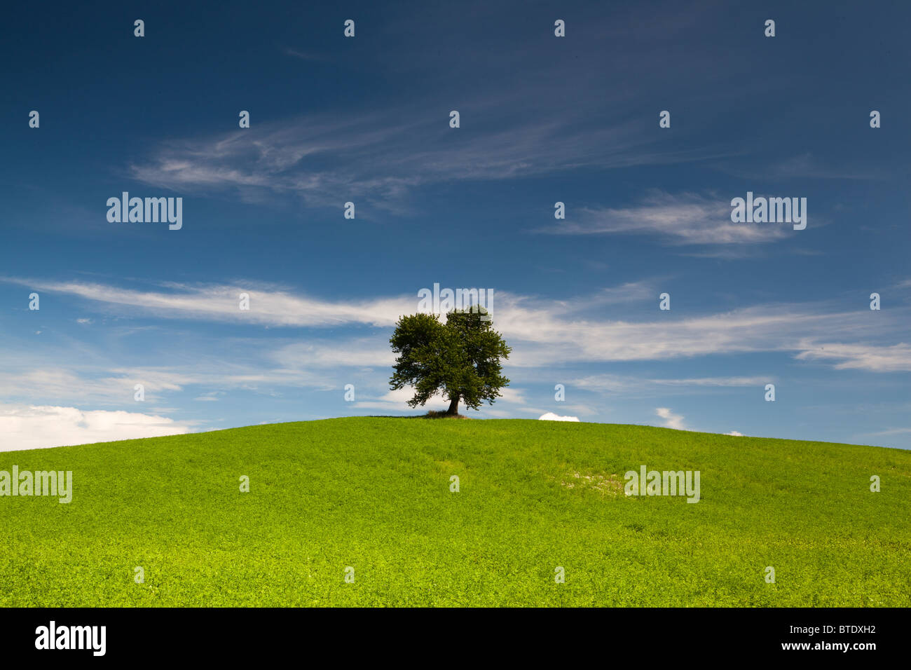 Lonely tree on the hill in summer Stock Photo - Alamy