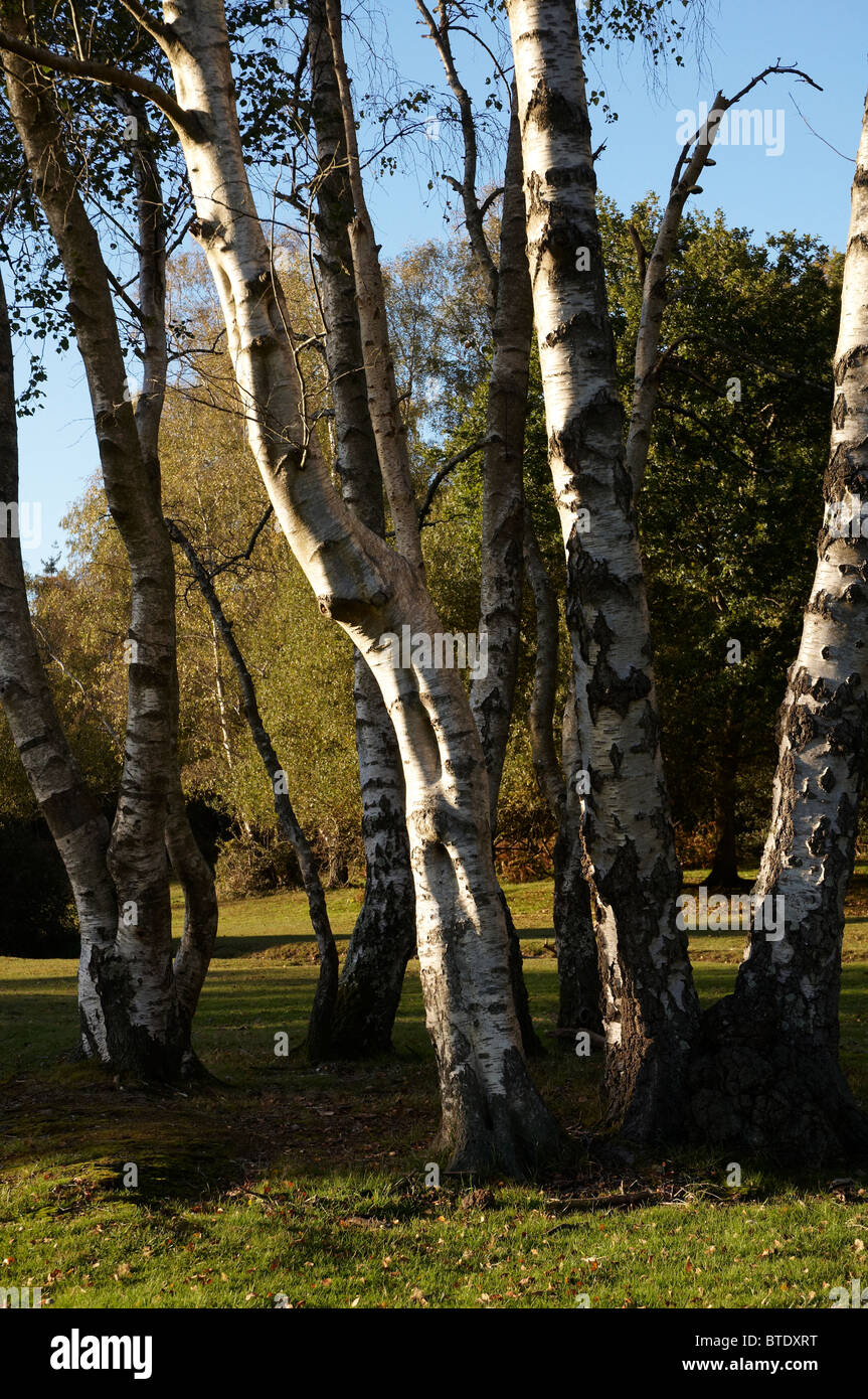 Silver birch trees in a forest lawn in the New Forest, Hampshire