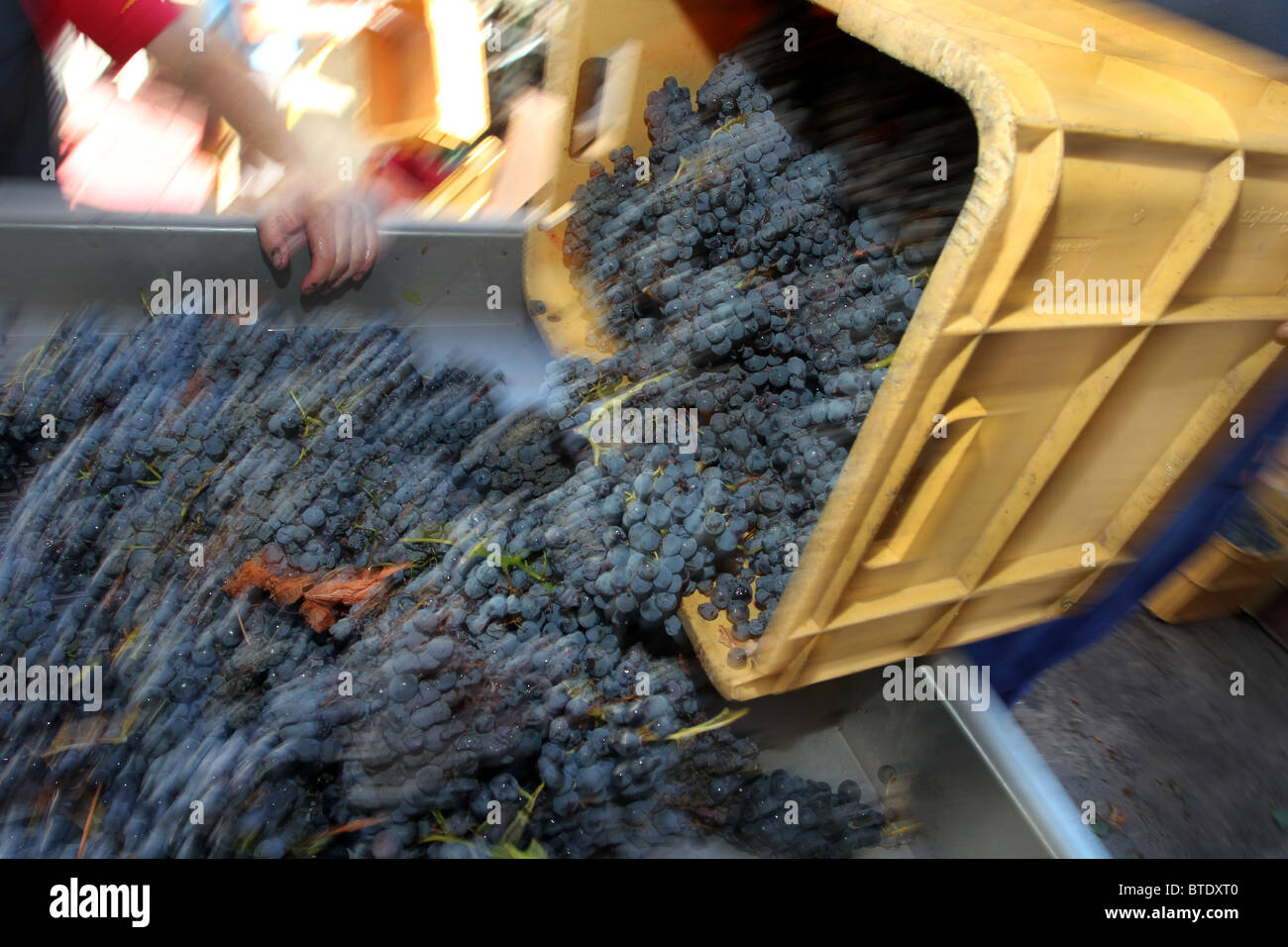 Bunches of red wine grapes being tipped onto a sorting and destemming machine in a winery in Spain Stock Photo