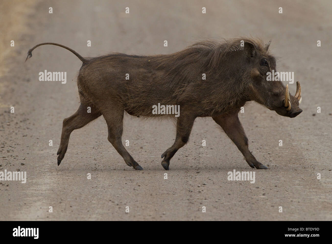 Warthog crossing a road in the Kruger National Park, South Africa. Stock Photo