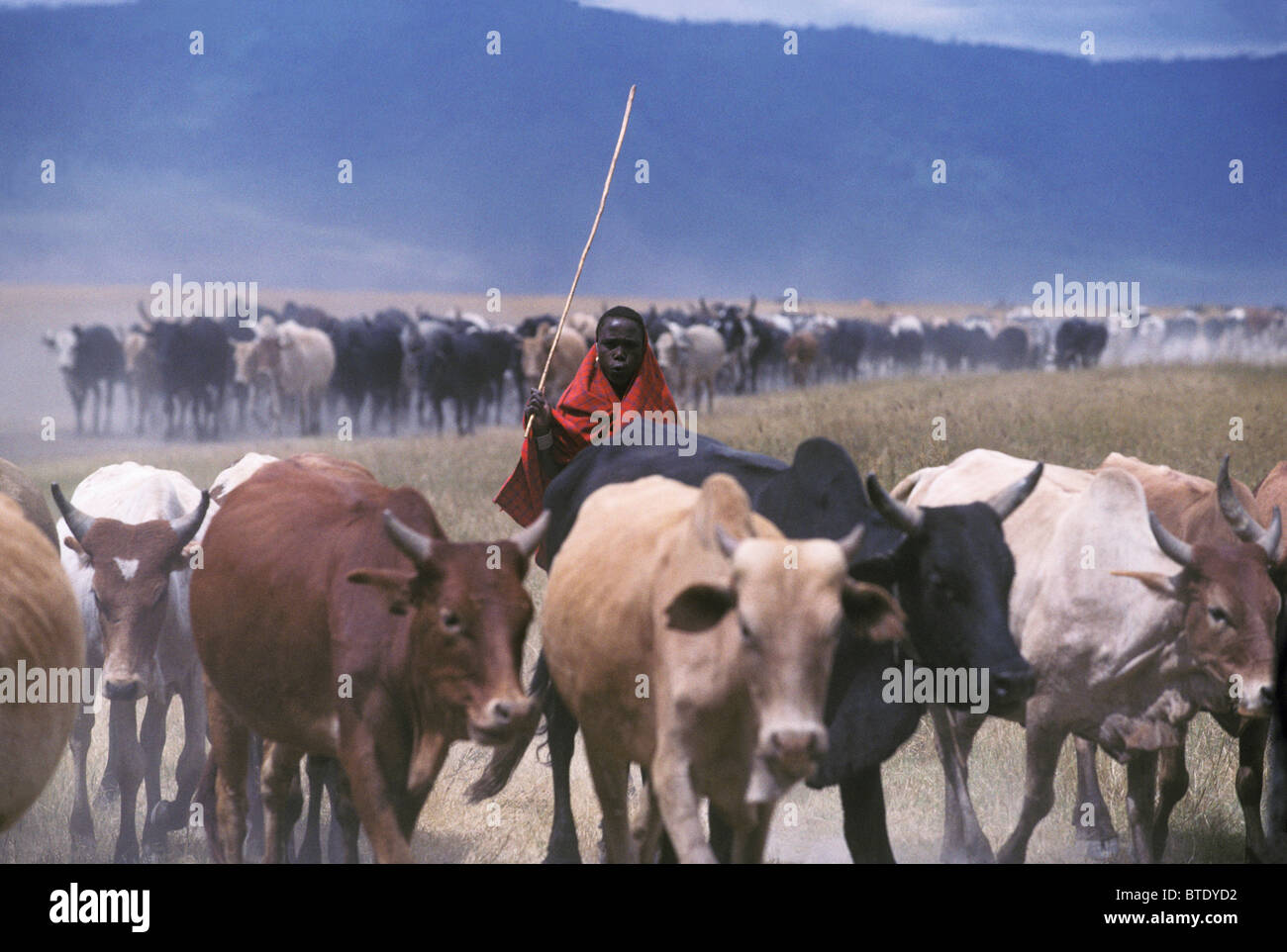Masaai herdsman and cattle Stock Photo