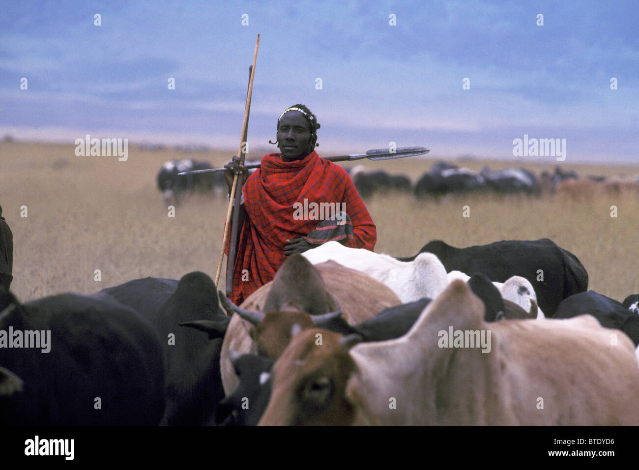 Masaai herdsman and cattle in crater Stock Photo