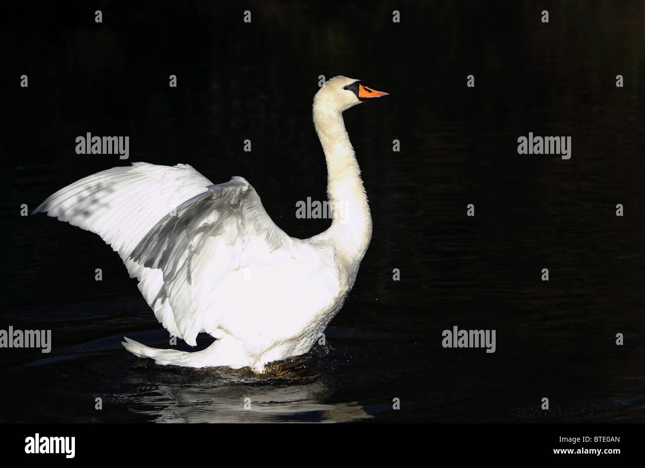 Swan on the water Stock Photo
