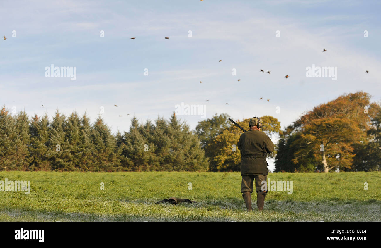 man waiting for pheasants to be driven to him for shooting Stock Photo