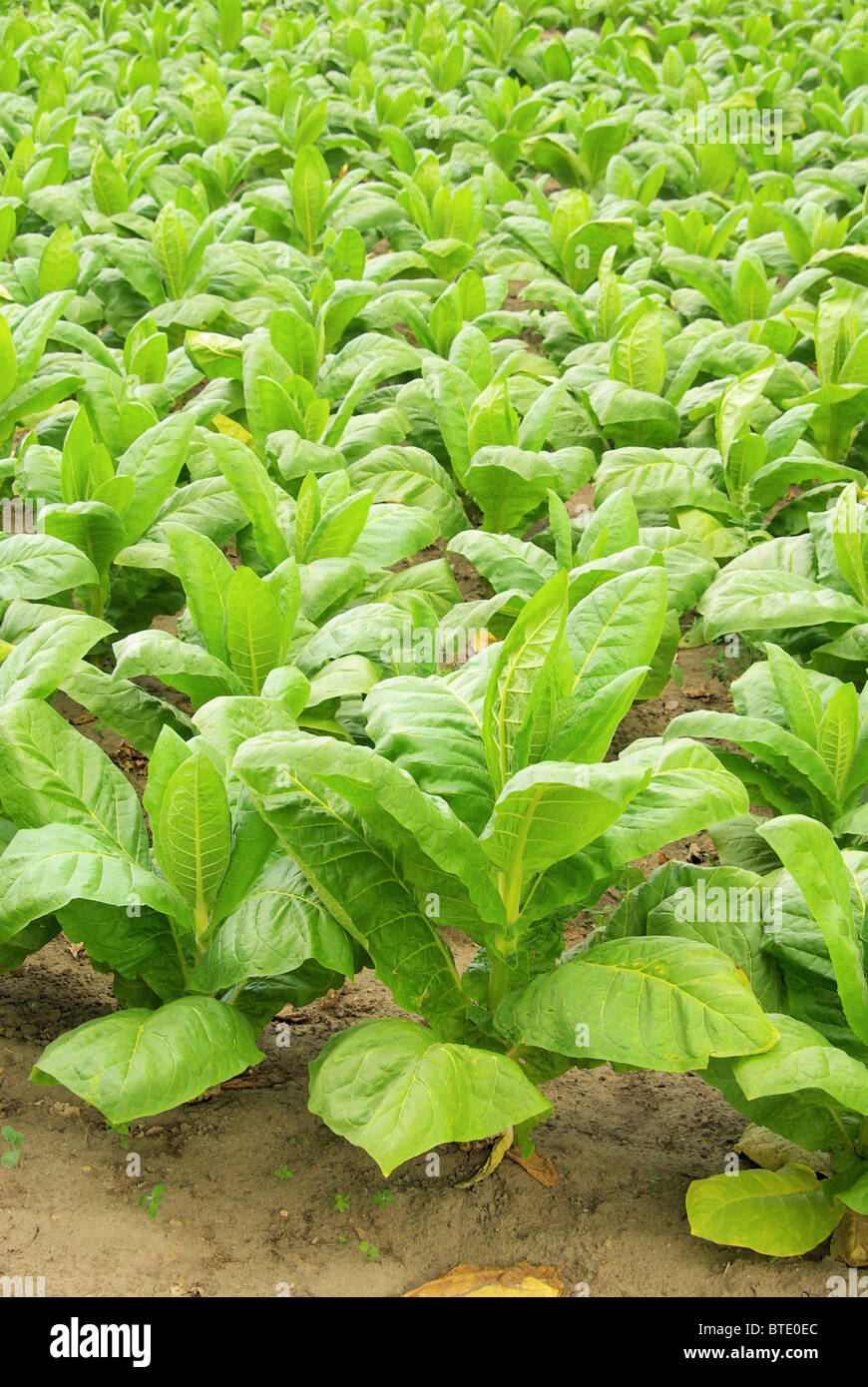 Virginischer Tabak - cultivated Tobacco 30 Stock Photo