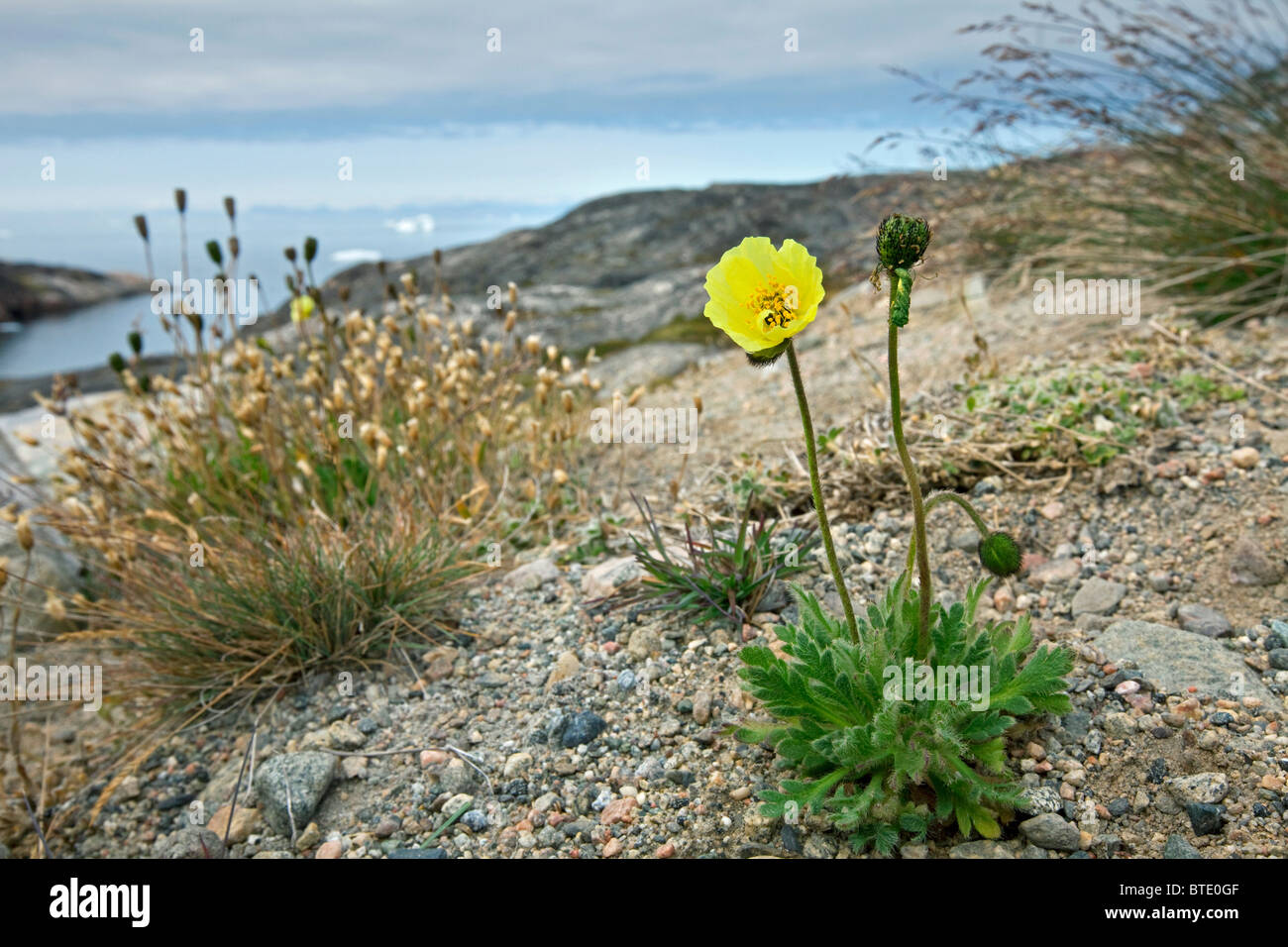 Arctic poppy (Papaver radicatum), the northern most growing plant in the world, Disko-Bay, Greenland Stock Photo