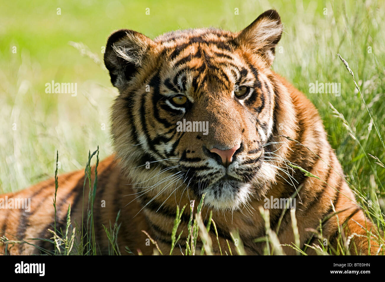 Tiger grass hi-res stock photography and images - Alamy