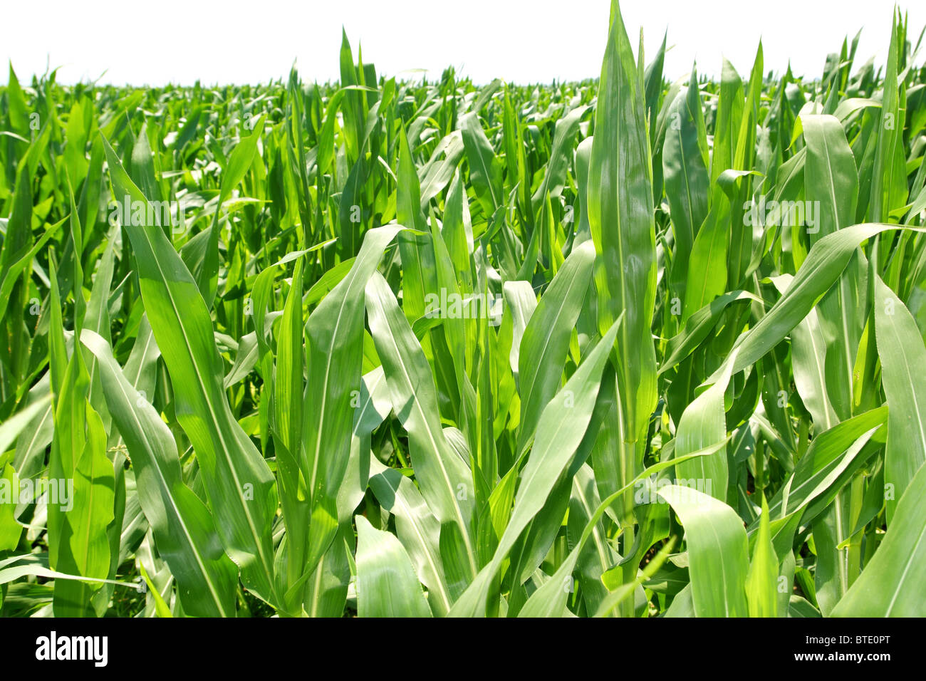 agriculture corn plants field green plantation texture Stock Photo