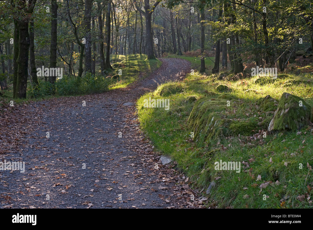 Woodland walk, Lake District. Stock Photo