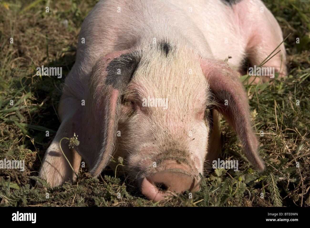 Watch How to Transport Piglets (for the Smallhold Farmer) video Watch How to Transport Piglets (for the Smallhold Farmer) video