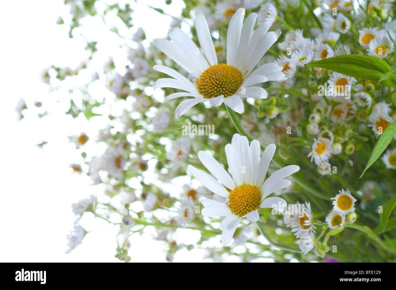 White camomile on white background Stock Photo - Alamy