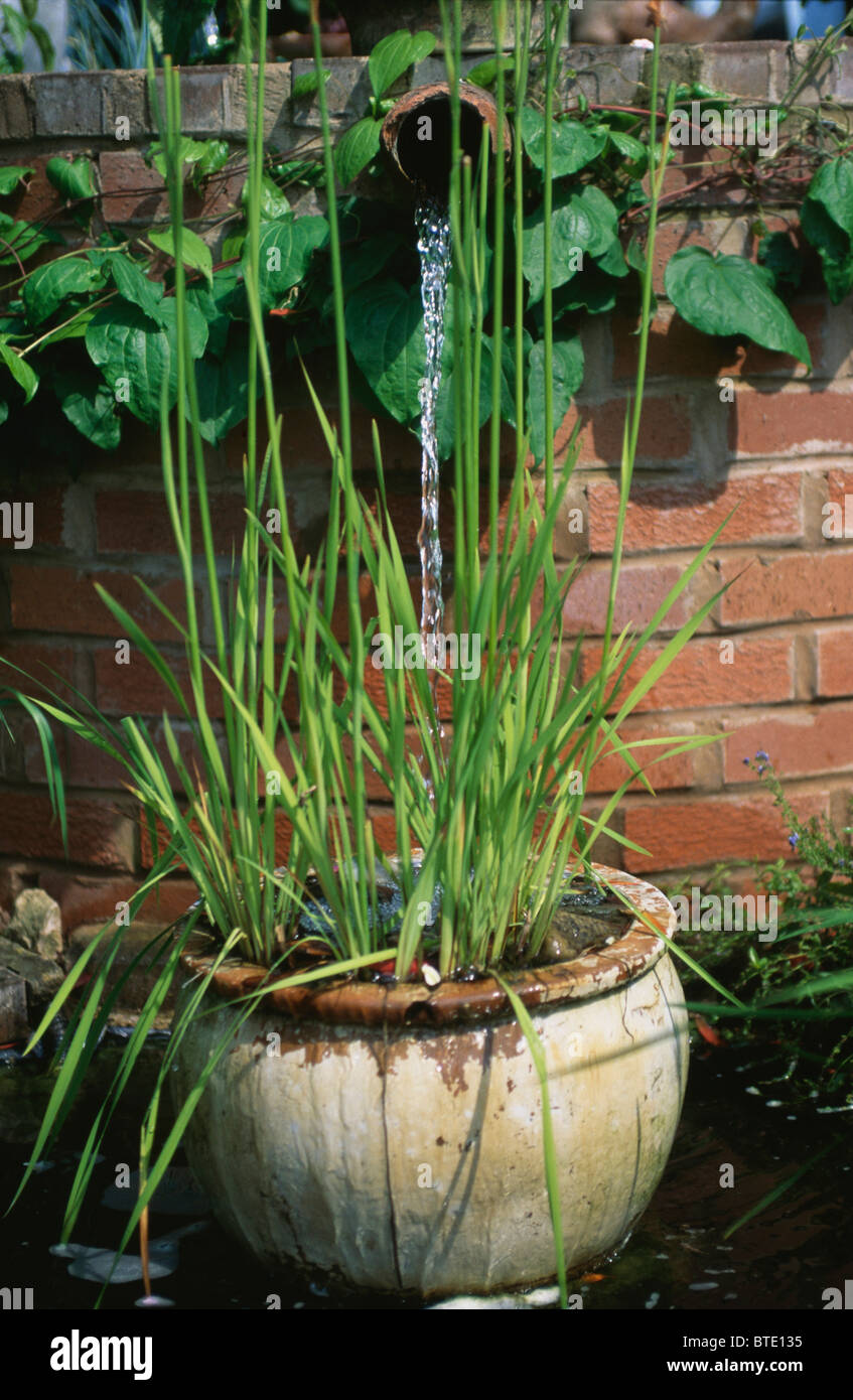 Close-up of green plants in terracotta pot with water pouring from pipe ...