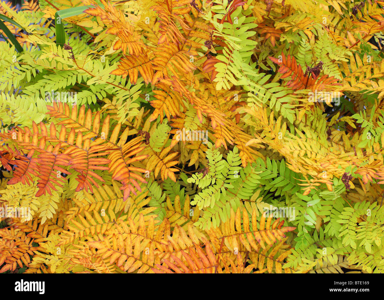 Royal fern turning brown in autumn Osmunda regalis Stock Photo