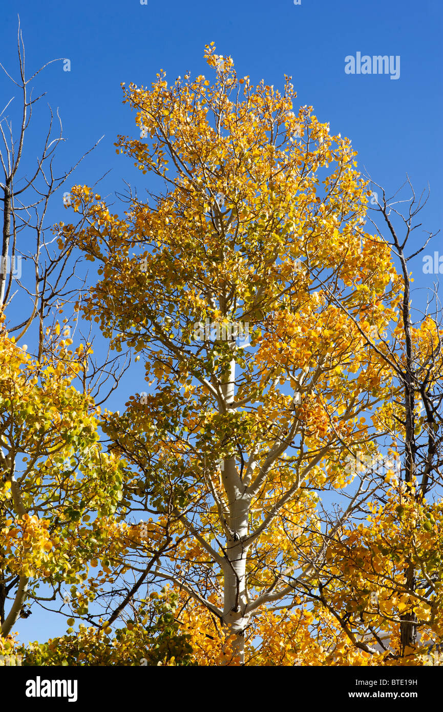 Aspen trees turning color for fall in northern Nevada, brilliant gold against deep blue sky
