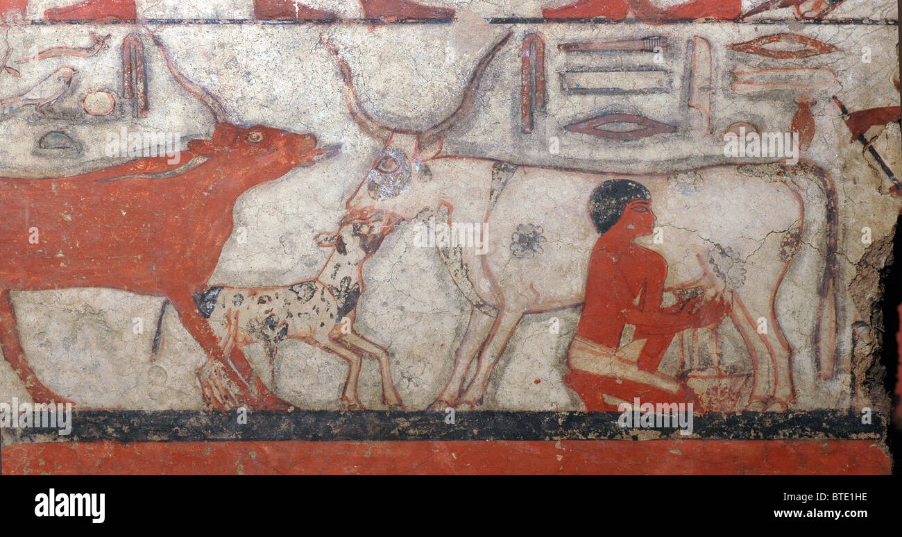 5349. Man milking a cow. Wall painting from Saqara, Egypt, c. 2350 BC Stock Photo