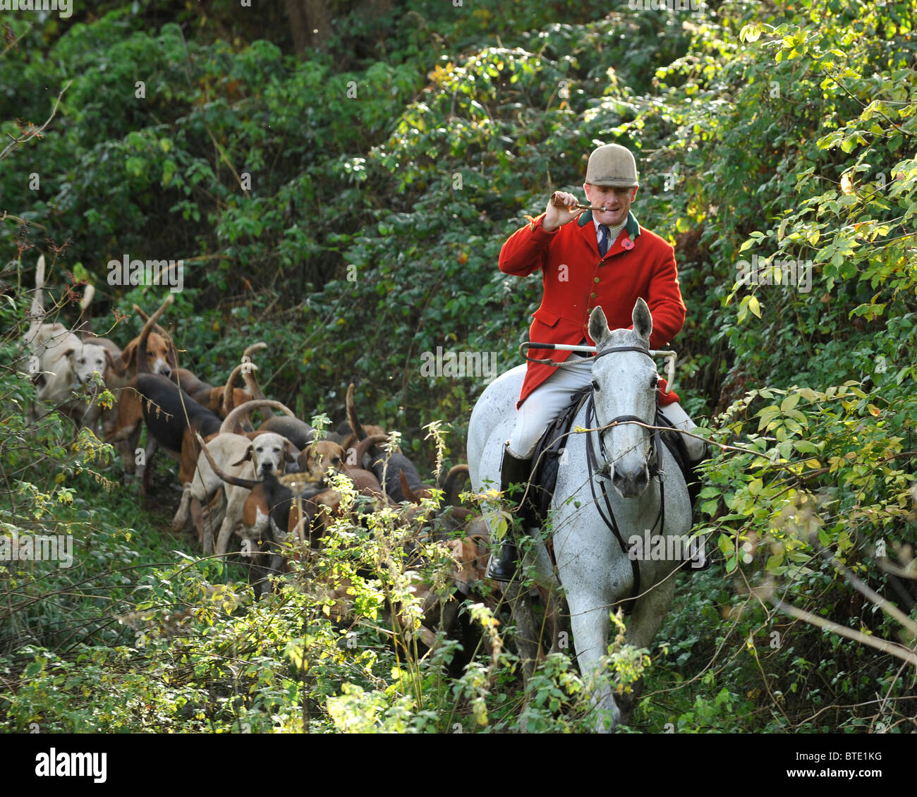 huntsman and foxhounds in woodland Stock Photo