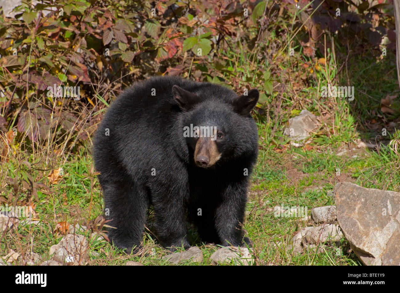 A Black Bear cub Stock Photo Alamy