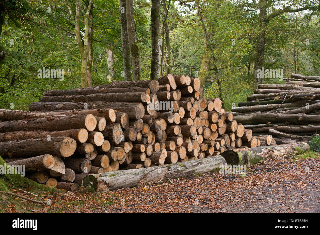 Forestry work in the Lake District Stock Photo