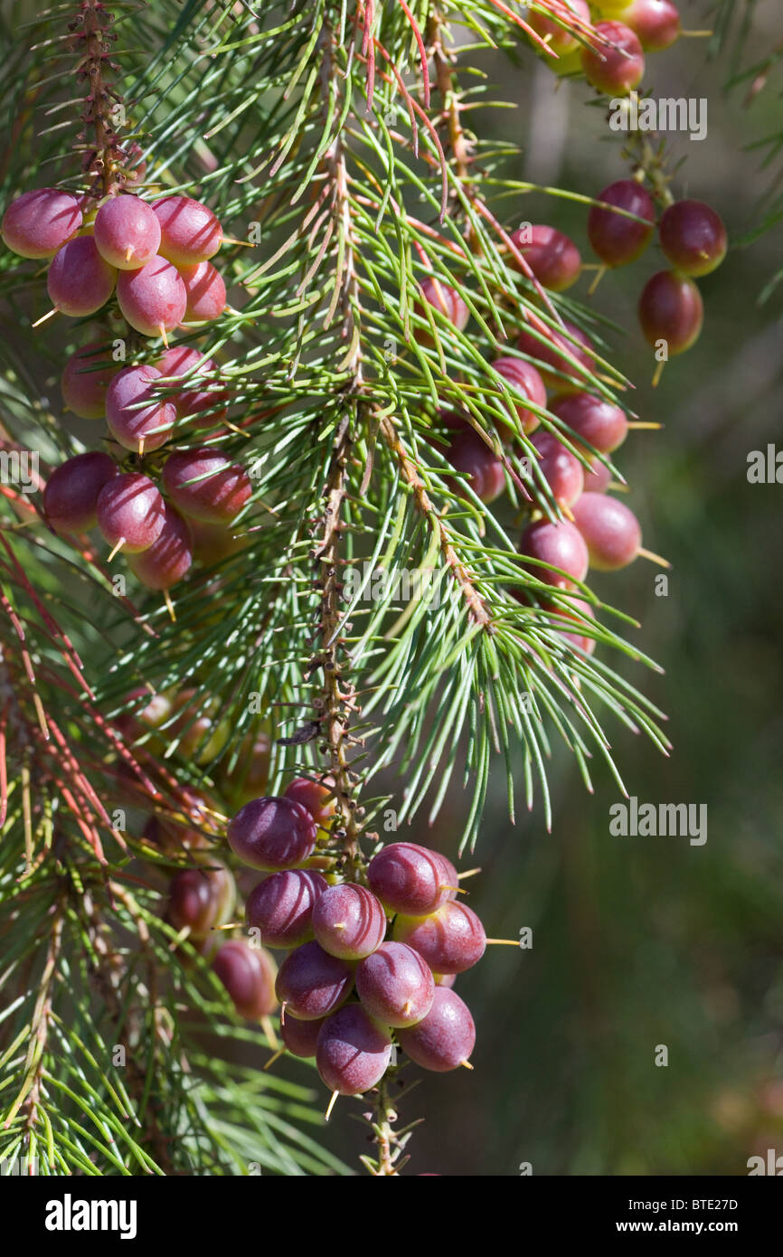 Ripening fruit on a Pine Leafed Geebung (Persoonia pinifolius), Royal National Park, Sydney, Australia Stock Photo