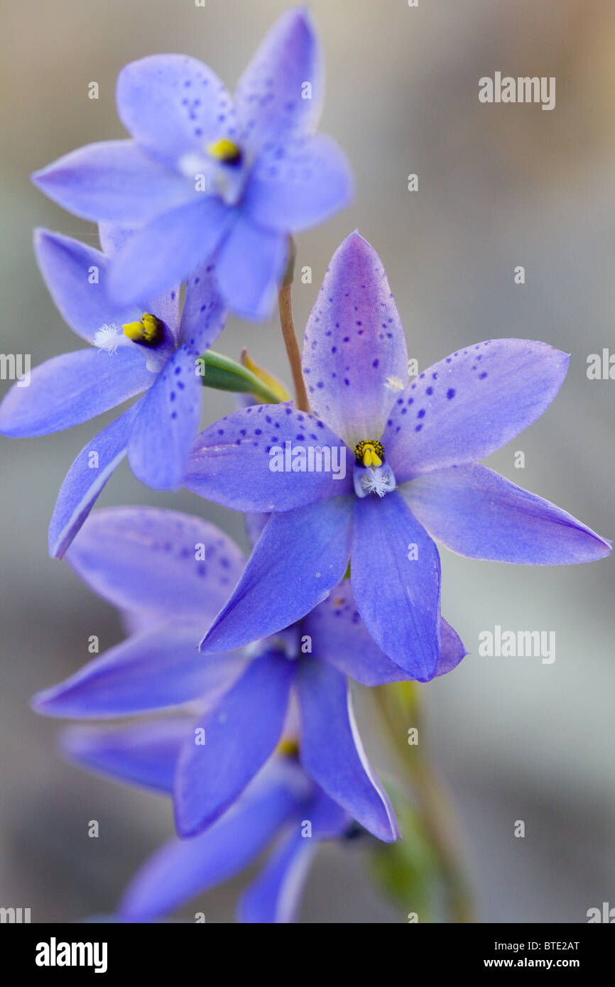 Spotted Sun Orchid (Thelymitra ixioides), Royal National Park, Sydney, Australia Stock Photo
