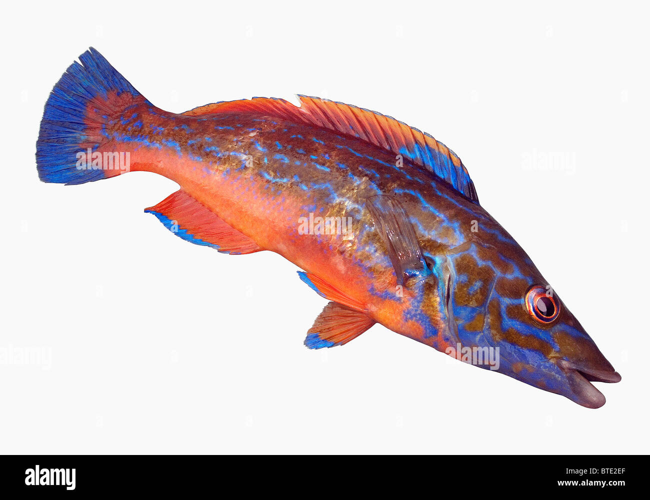 Fish cut out. Male Cuckoo Wrasse. Stock Photo