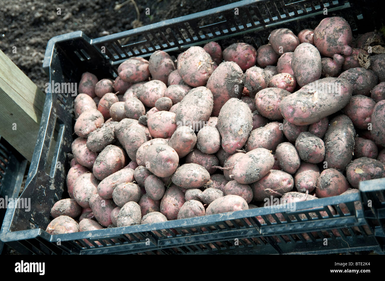 Organic potatoes grown in the fields of Eden Project, Cornwall, UK Stock Photo