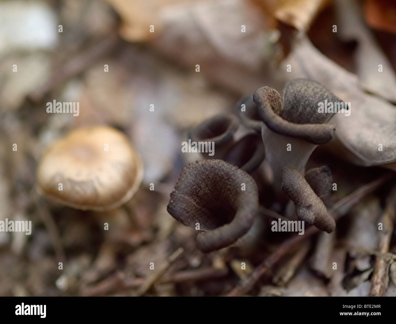 Mushroom from the Martin Breg hill forest, near Dugo Selo, Croatia. Stock Photo