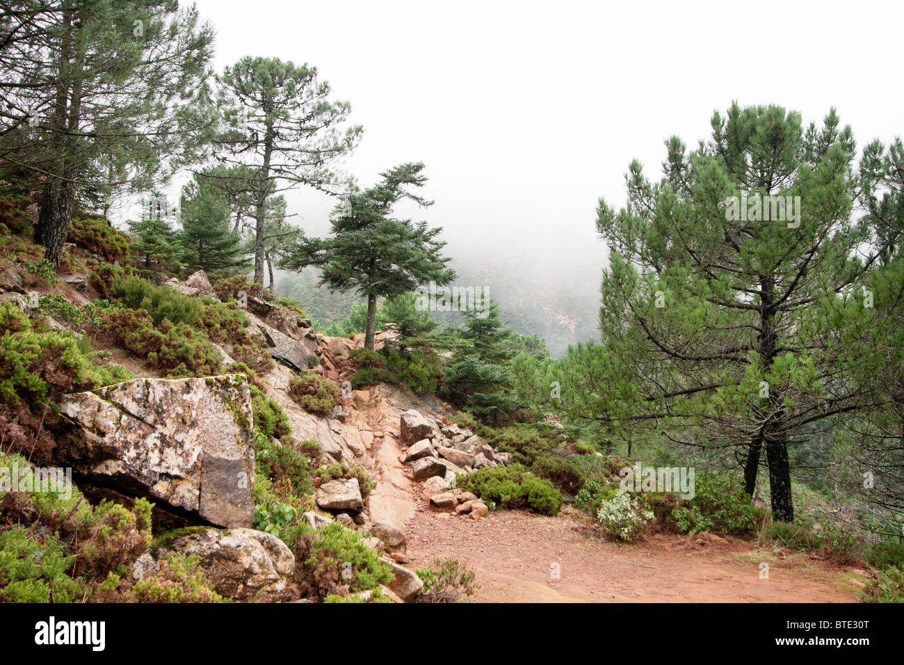 Pine trees on a mountain, Andalucia, Spain Stock Photo