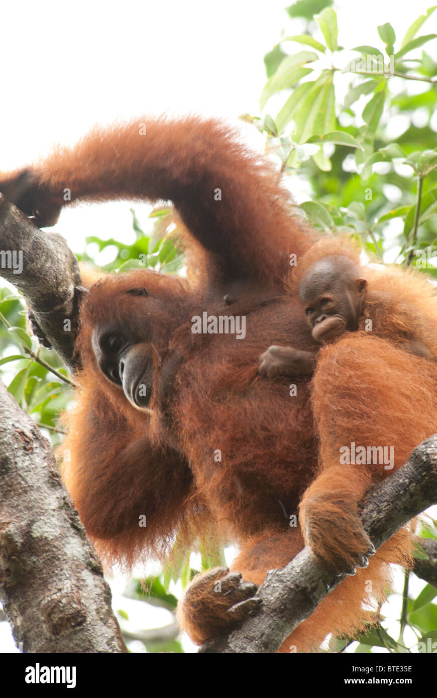 Semmenggoh Orang Utan Sanctuary Kuching Borneo Malaysia, rainforest tourism ape monkey wild Stock Photo - Alamy Semmenggoh Orang Utan Sanctuary Kuching Borneo Malaysia, rainforest tourism ape monkey wild Stock Photo - Alamy