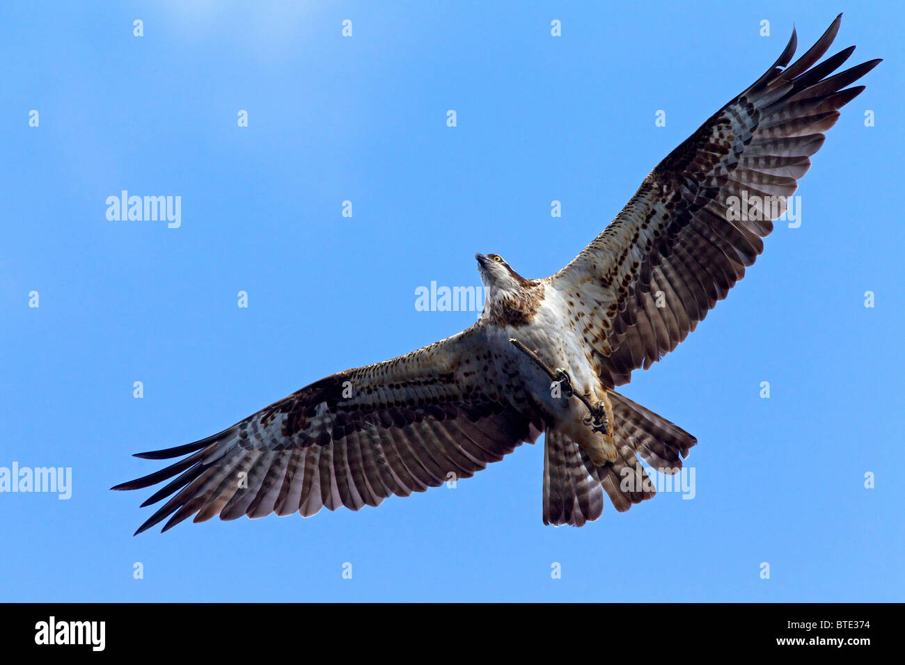 Osprey (Pandion haliaetus) in flight with branch for nest building, Sweden Stock Photo