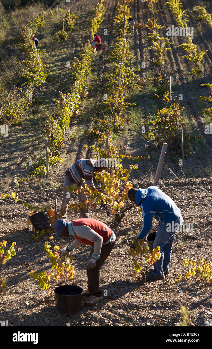 Workers from Ghana picking grapes in a vineyard in the Priorat wine region of Catalonia, Spain