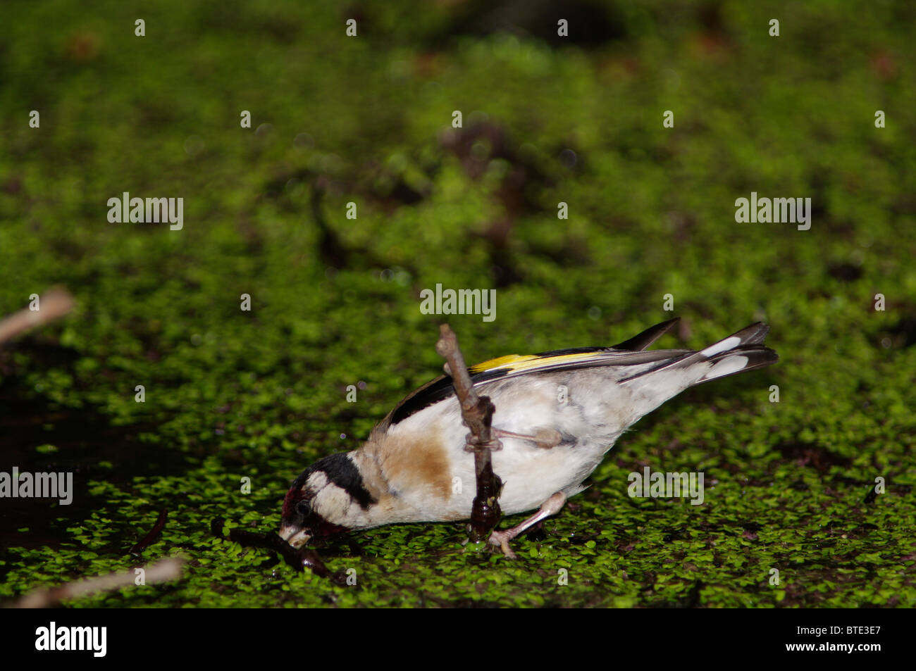 Native bird azores hi-res stock photography and images - Alamy