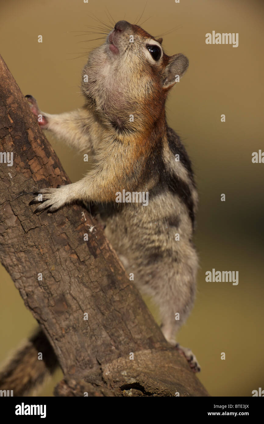 Goldenmantled Ground Squirrel (Spermophilus lateralis) Montana