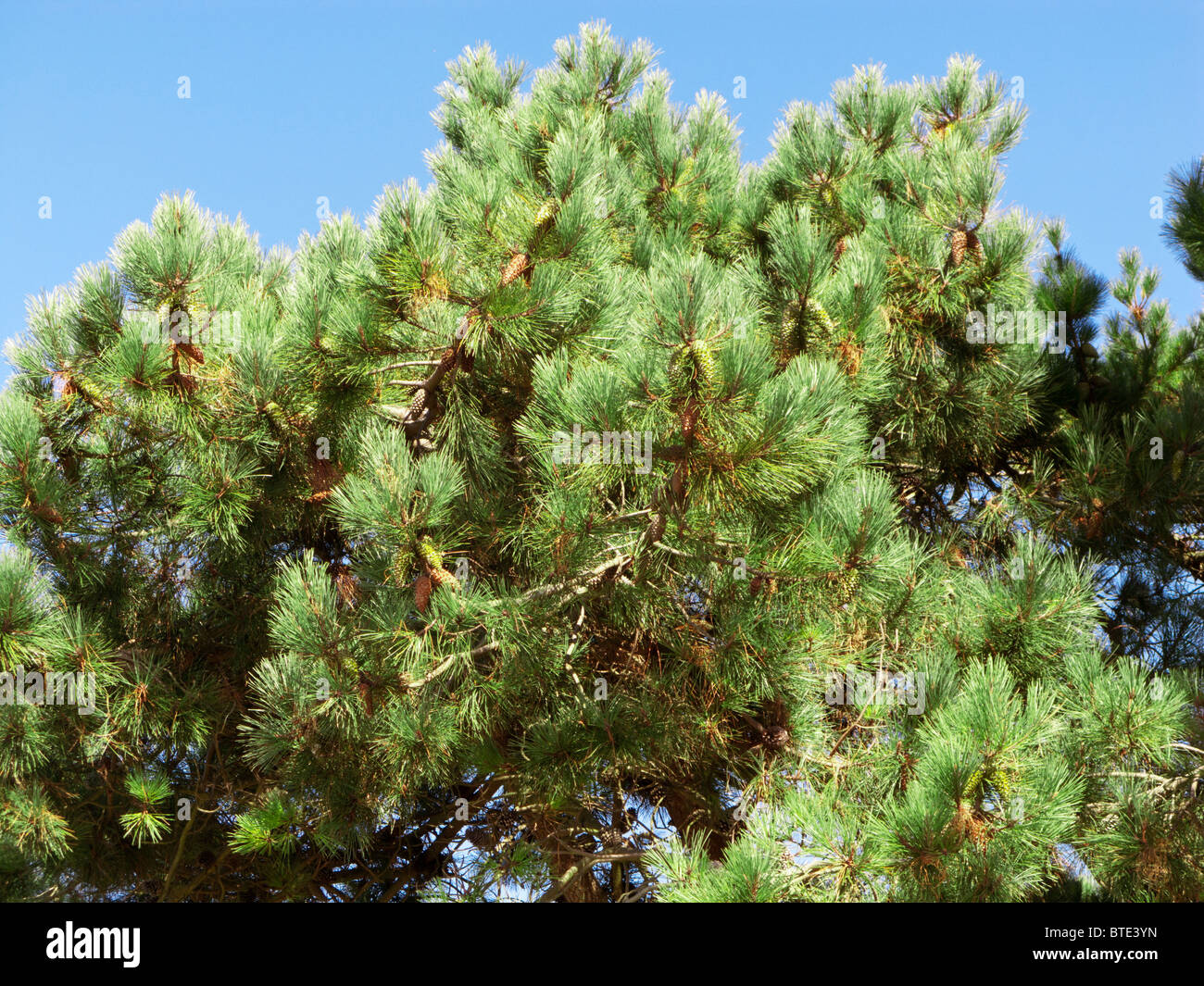 Pine tree foliage France Europe Stock Photo Alamy