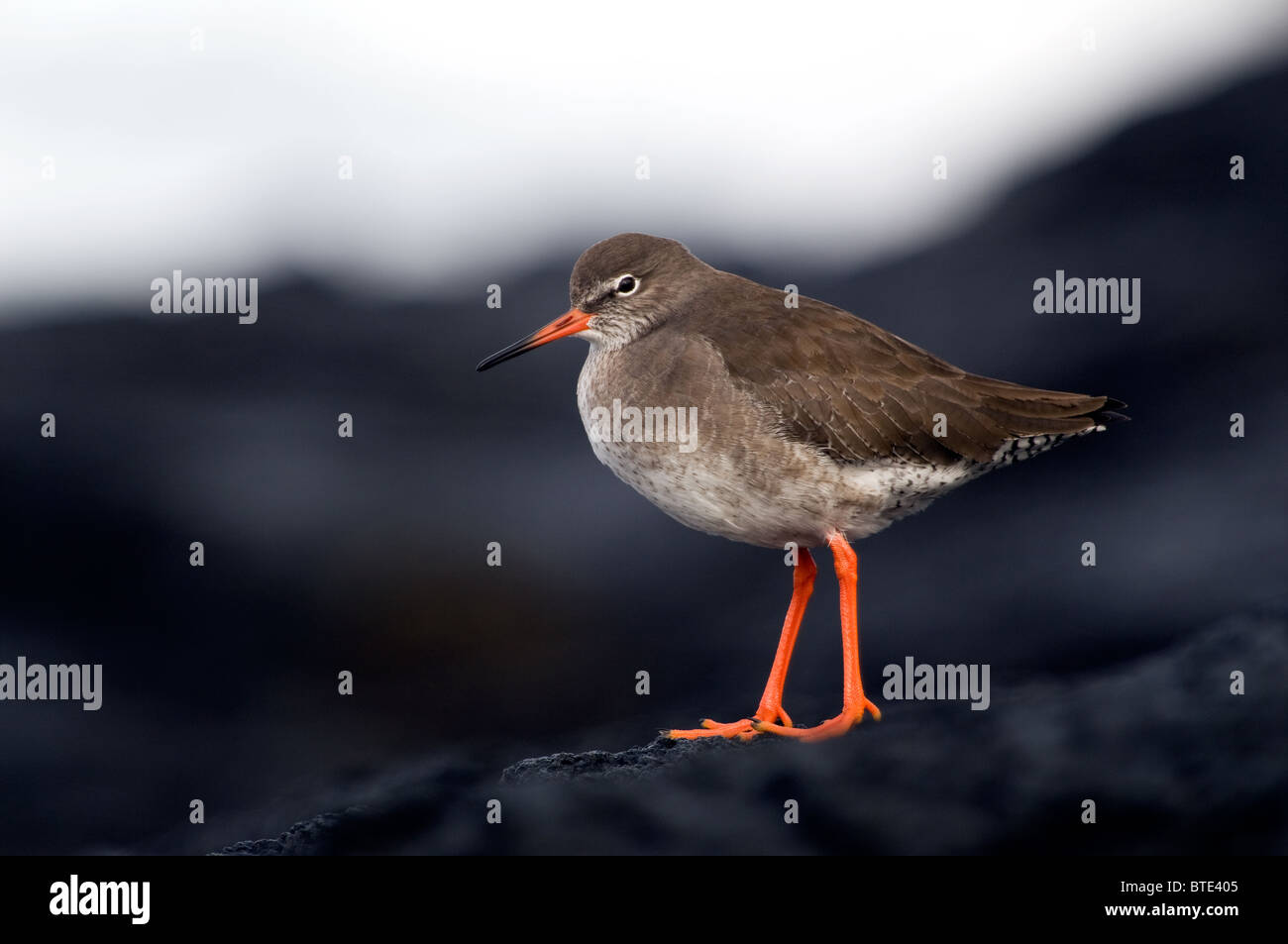 Common Redshank in a rock standing for portrait Stock Photo