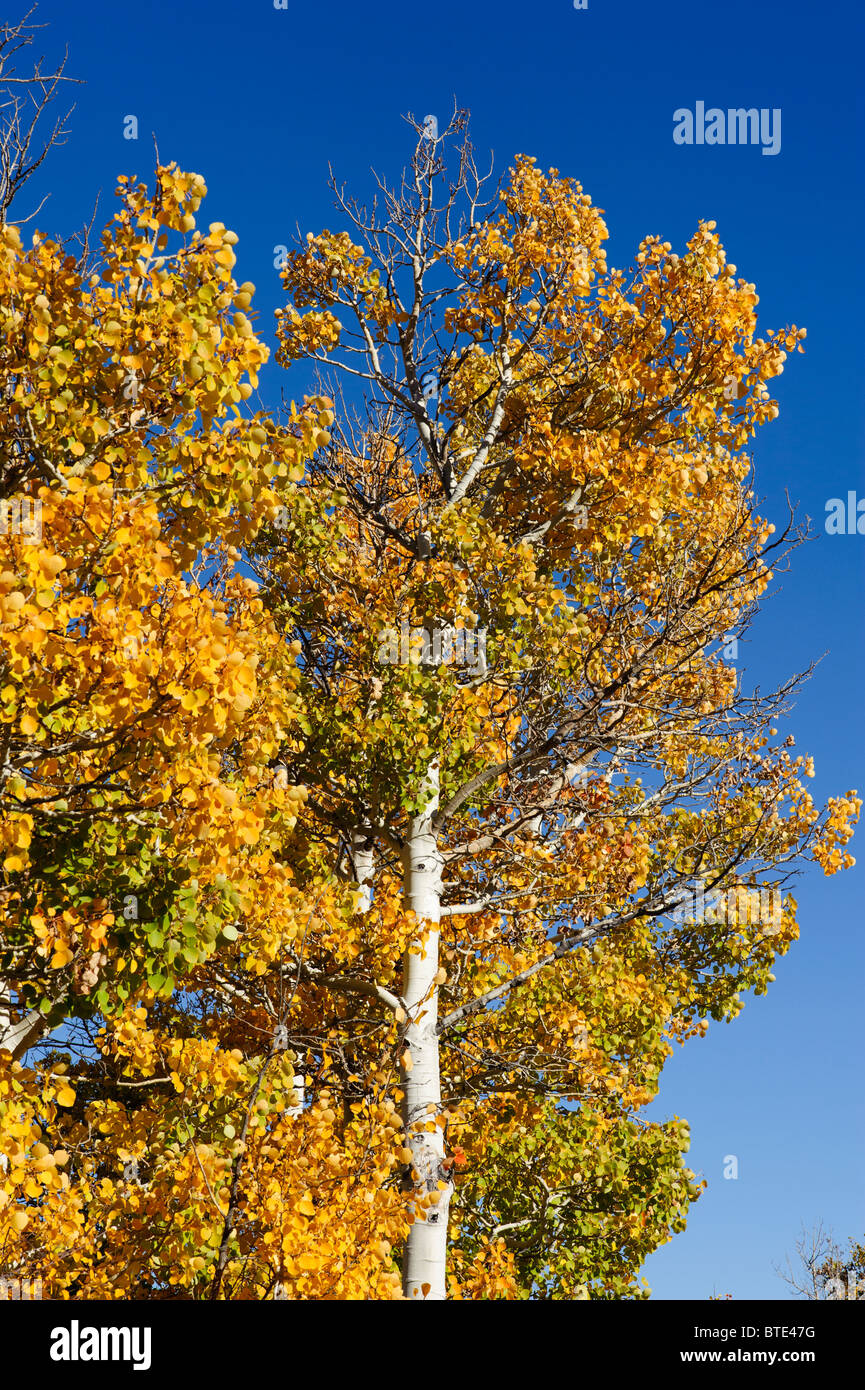 Aspen trees turning color for fall in northern Nevada, brilliant gold against deep blue sky