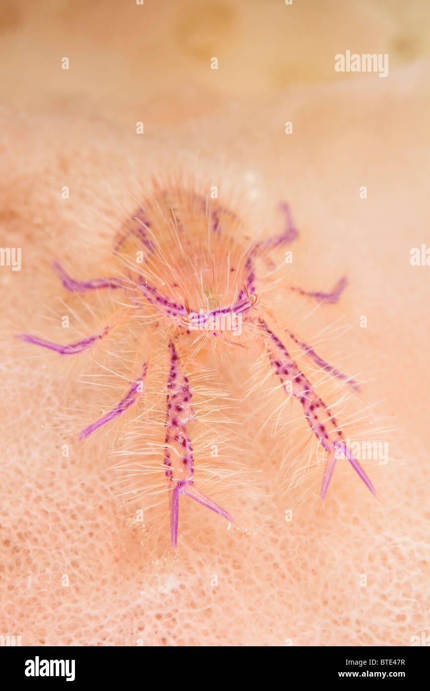 An elegant squat lobster, Lauriea siagiani, is found in the central cavity of a massive barrel sponge. Stock Photo