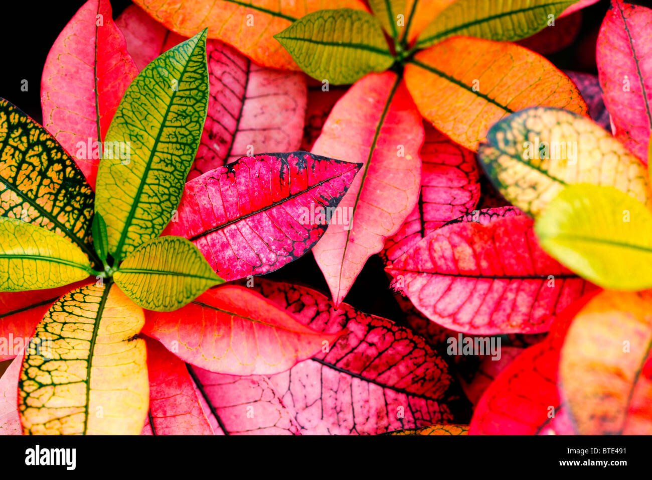 Colorful leaves in the summer Stock Photo - Alamy