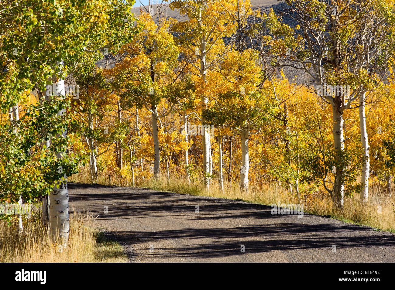 Aspen trees turning color for fall in northern Nevada, brilliant gold against deep blue sky