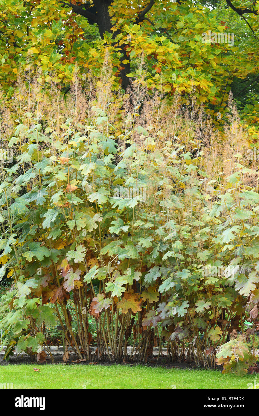 Plume poppy herb in autumn Macleaia Bocconia cordata Stock Photo